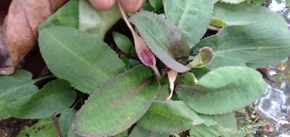 Cryptocoryne thwaitesii Schott